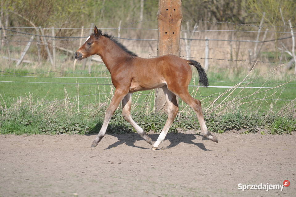 JATAGAN źrebak małopolski mazowieckie