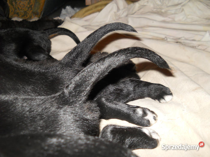 Chart afgański szczenięta z rodowodem FCI wielkopolskie Poznań