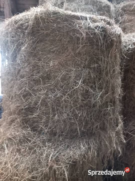 Siano w belach ze stodoły Jasin