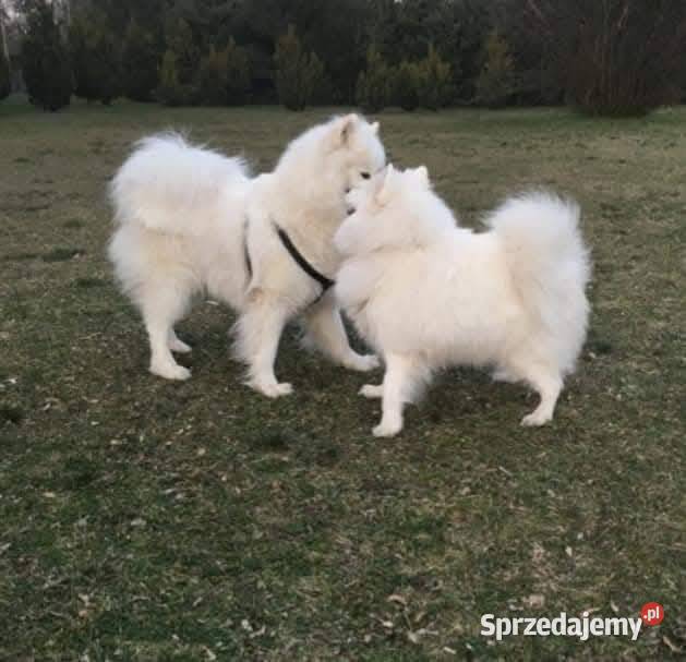 Samoyed szczeniaki Legnica