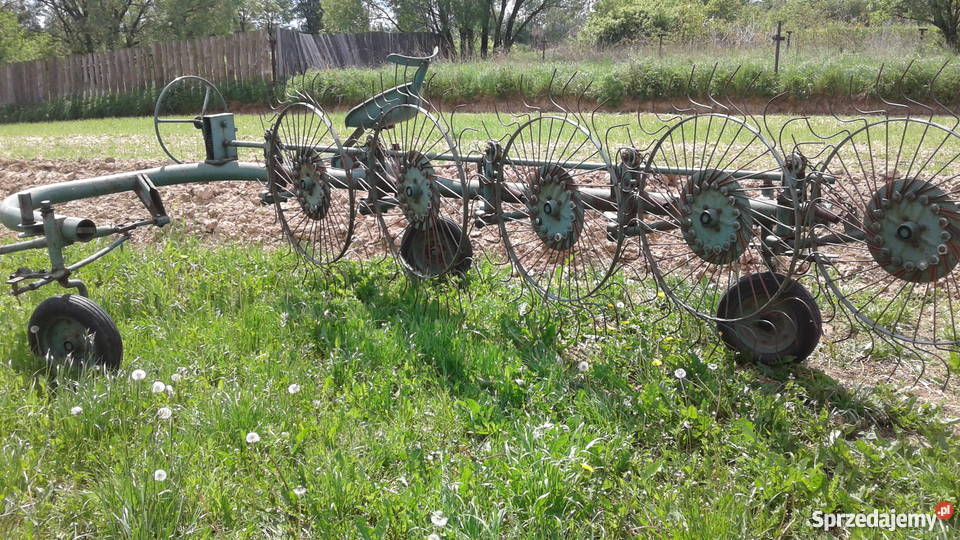 Grabiarka gwiazdówka 5 Bodzentyn