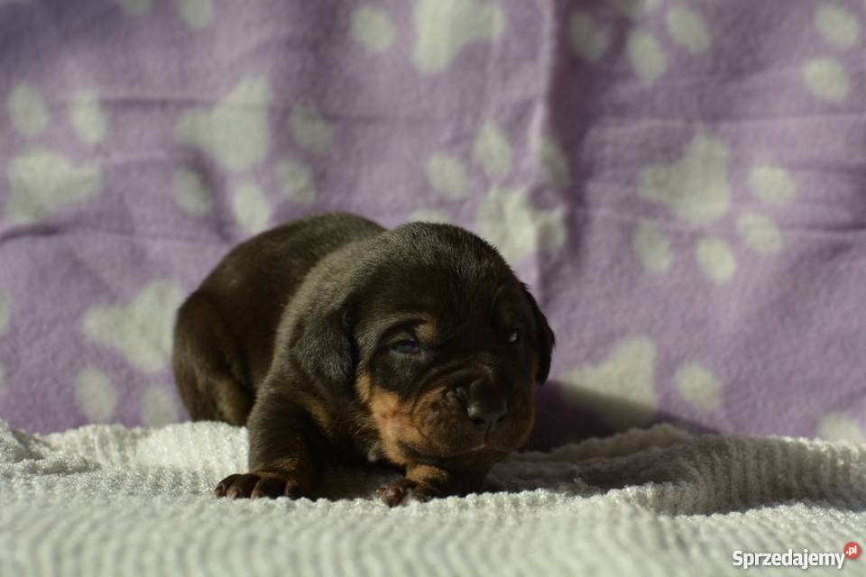 Tosa Inu szczenięta FCI Boboszów