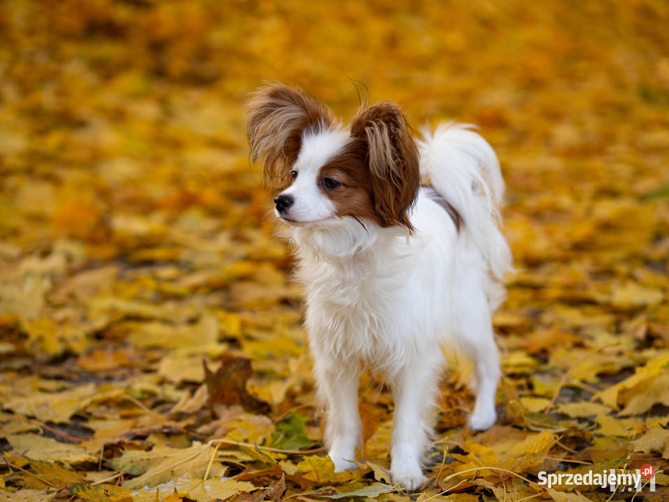 Papillon piesek ZKwP FCI Championach Rzeszów