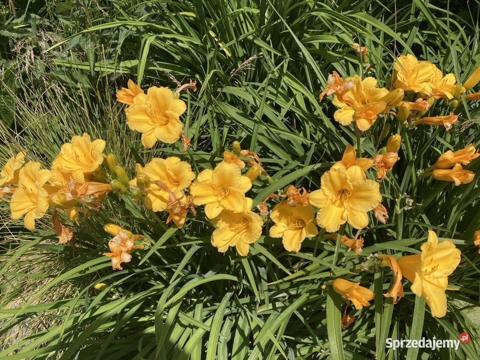 Liliowiec Mix Kolorów Lublin sprzedam