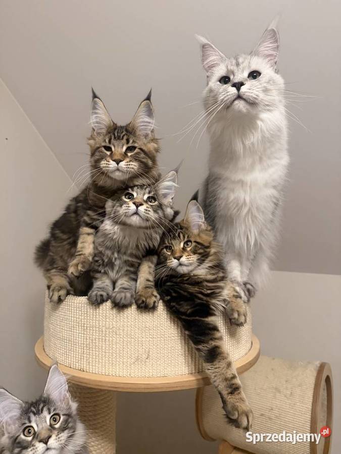 Sprzedam kota Maine Coon FPL łódzkie Skierniewice