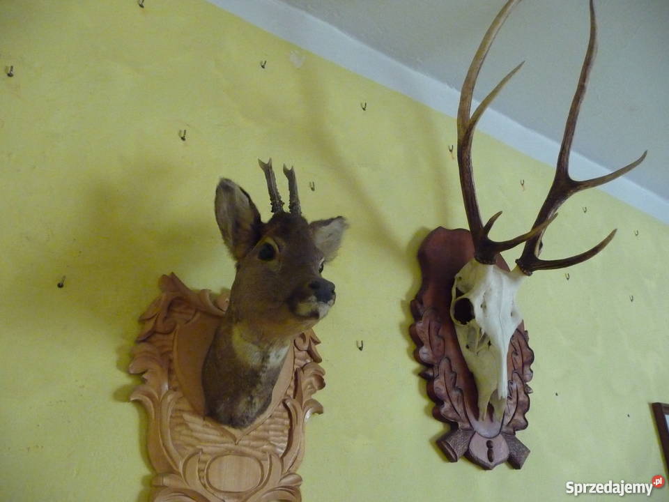 Pamiątkowe poroże i medalion rogacza Kolekcje