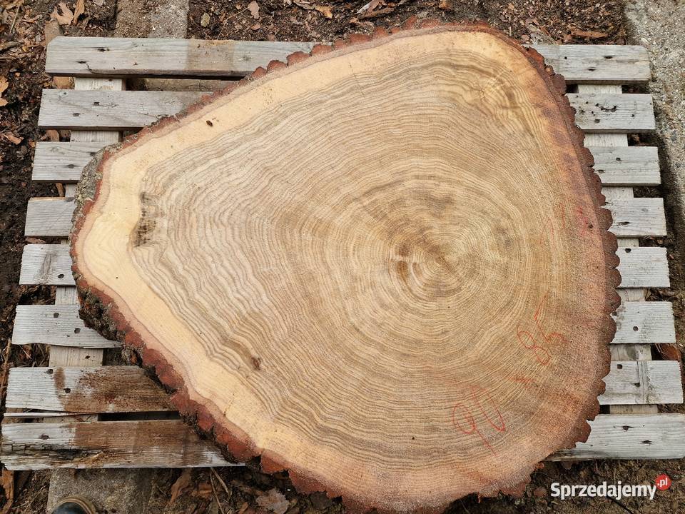Plastry dębowe pakiet 56 sztuk Zieleniec