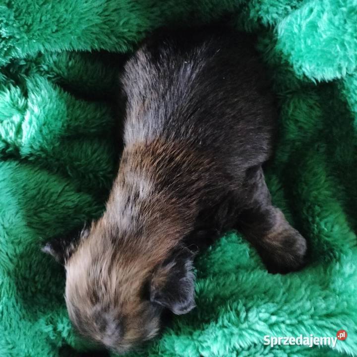 Piesek shih tzu do rezerwacji Łążynek