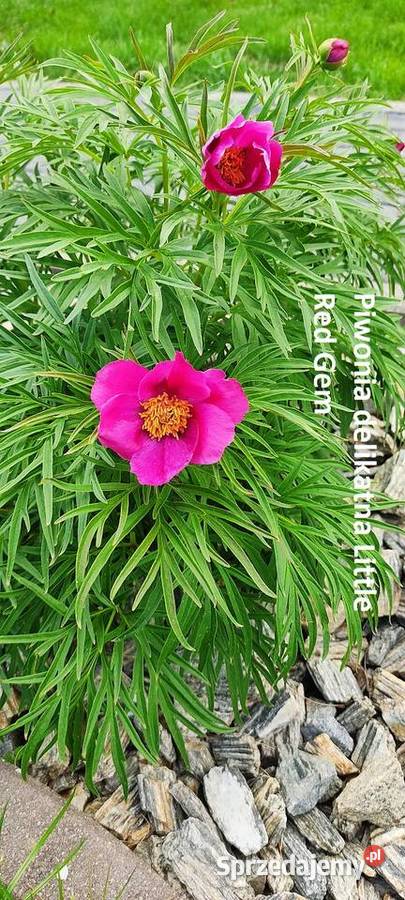 Paeonia tenuifolia Little Red Gem Opole