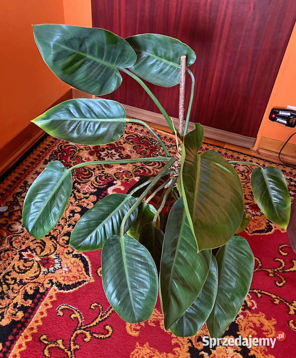 Piękny Philodendron Filodendron Congo Apple duży małopolskie Kraków