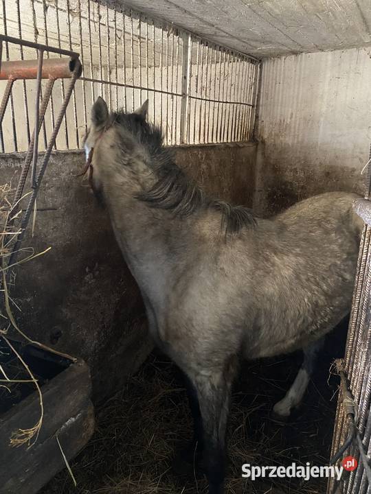 Sprzedam Kuce Walijskie