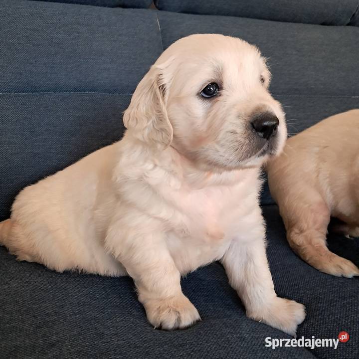 Golden Retriever piesek dolnośląskie