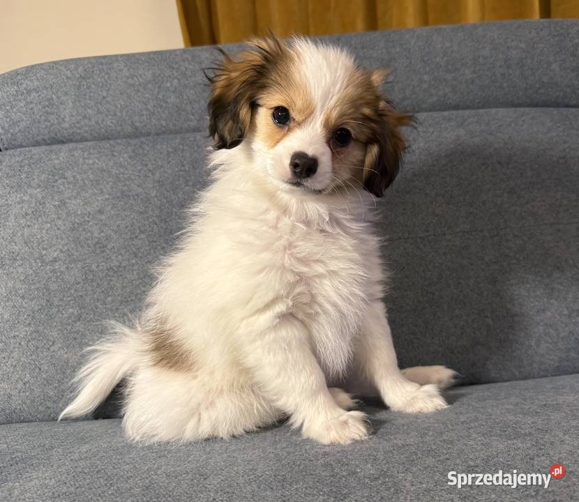 Spaniel kontynentalny phalene odmiana papillon śląskie sprzedam