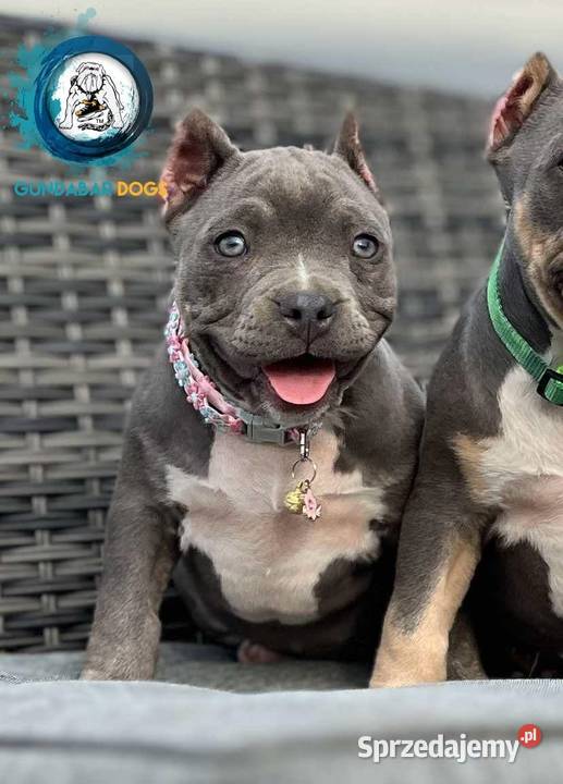 American Bully ABKC Gundabar Dogs suczka wielkopolskie Koło