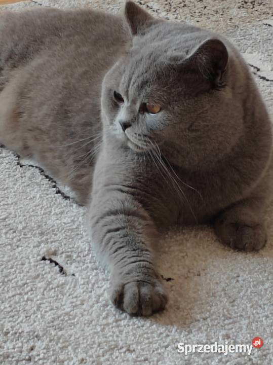 Kocur brytyjski niebieski reproduktorkrycie Pasłęk