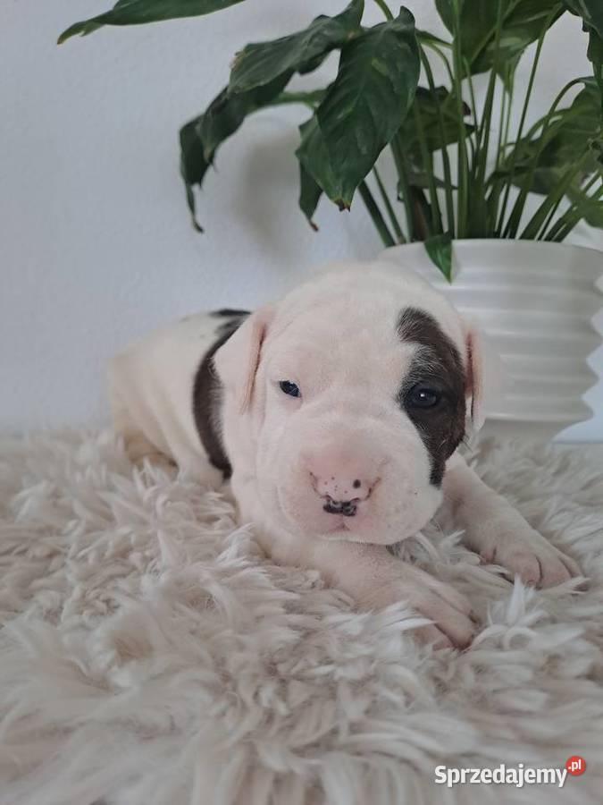 SZCZENIAKI Amstaff Opatów