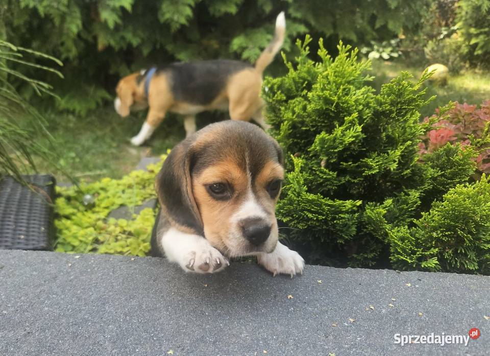 Cudowne szczeniaczki Beagle FCI ZKwP championie Mińsk Mazowiecki