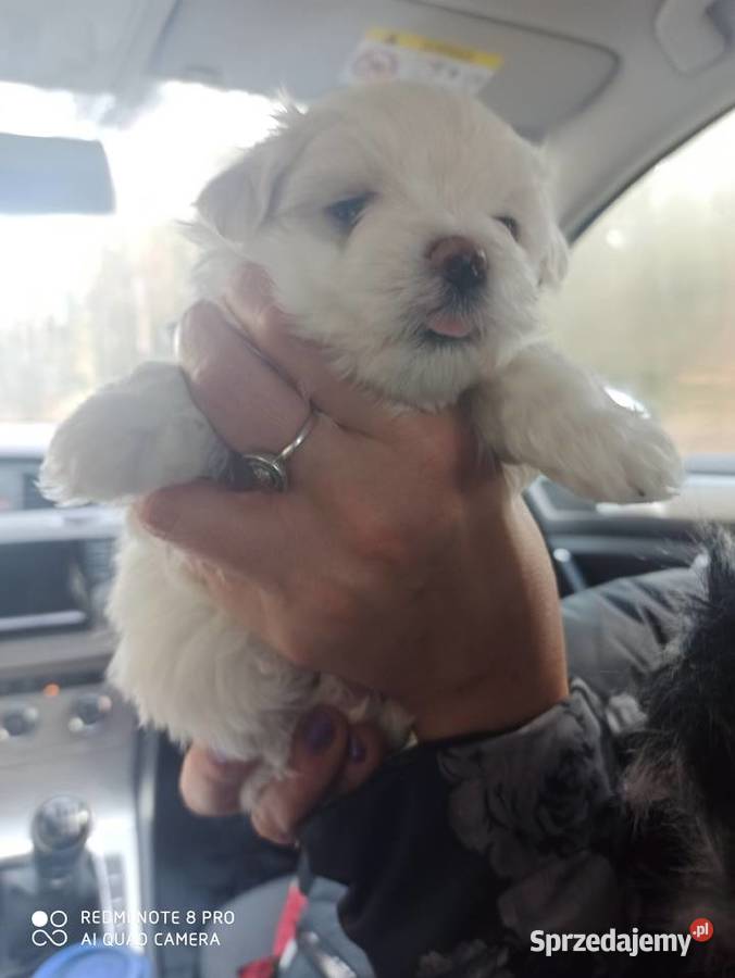 Maltańczyki rodowód Gdańsk