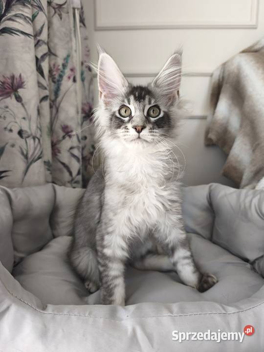 Kocurek Maine coon Amon