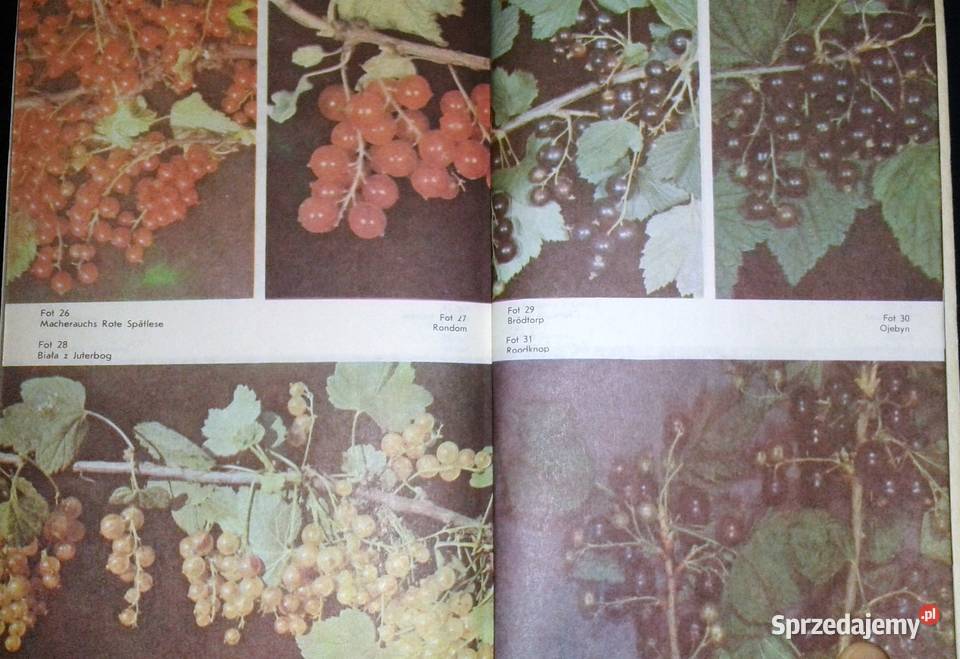 Owoce z mojej działki Tomasz Rejman lubelskie Chełm sprzedam