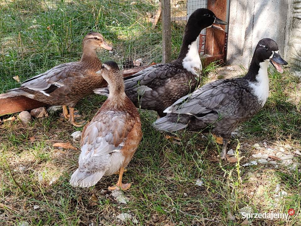 Kaczki kaczuszki call duck i francuskie piżmowe łódzkie Łask