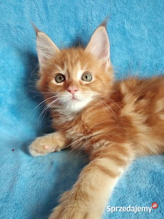 Kociczka MCO z rodowodem FPL sprzedam