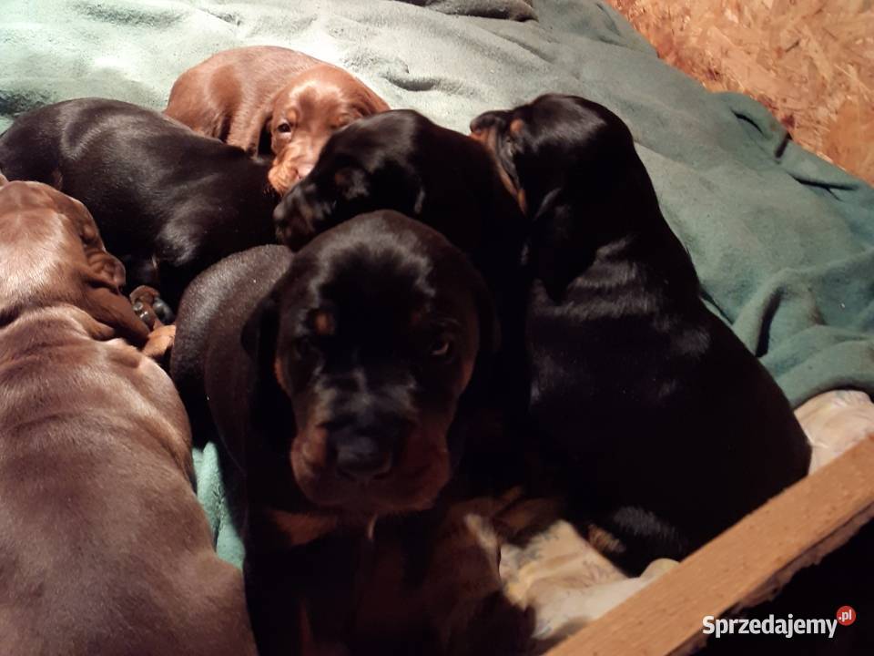 Gończy Polski szczenięta Pozostałe Charzyno