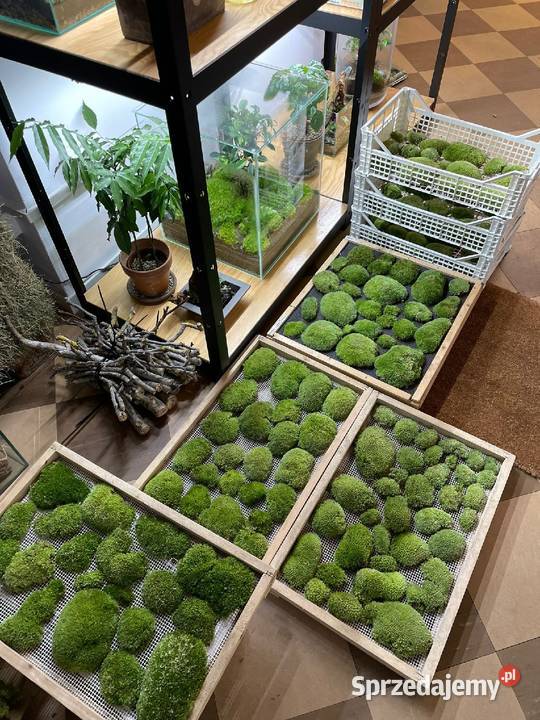 Mech kulki zielone żywemaleńkie mazowieckie Warszawa