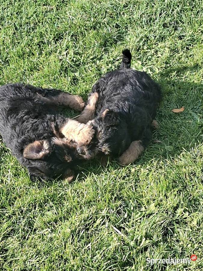 Smycz szczeniąt terier walijski świętokrzyskie Starachowice