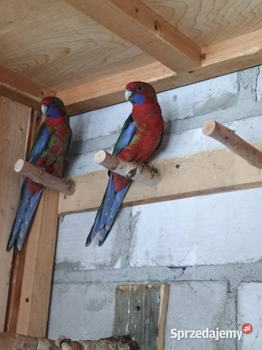 Rozella rozelle królewskie Ptaki Krosno