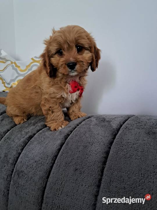 Cavapoo uroczy chłopczyk Tarnów