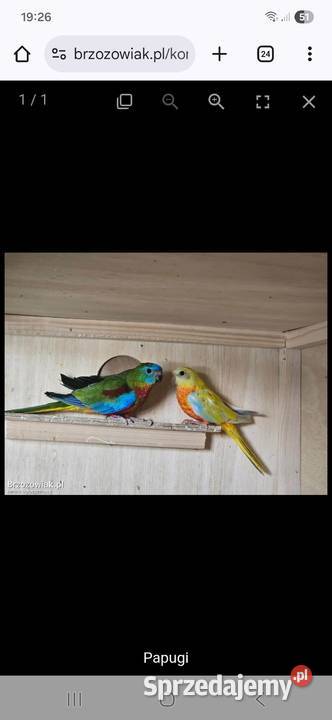 Papugi łąkówki Haczów