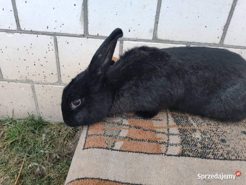 Sprzedam króliki Smoryń sprzedam