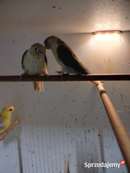 Młodziutkie rudosterki 2025 Ptaki Ptaki Jarosław