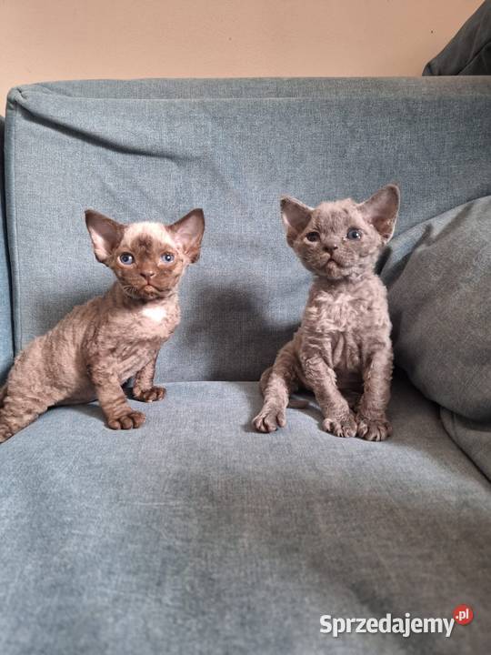 Czekoladowy kocurek devon rex Warszawa