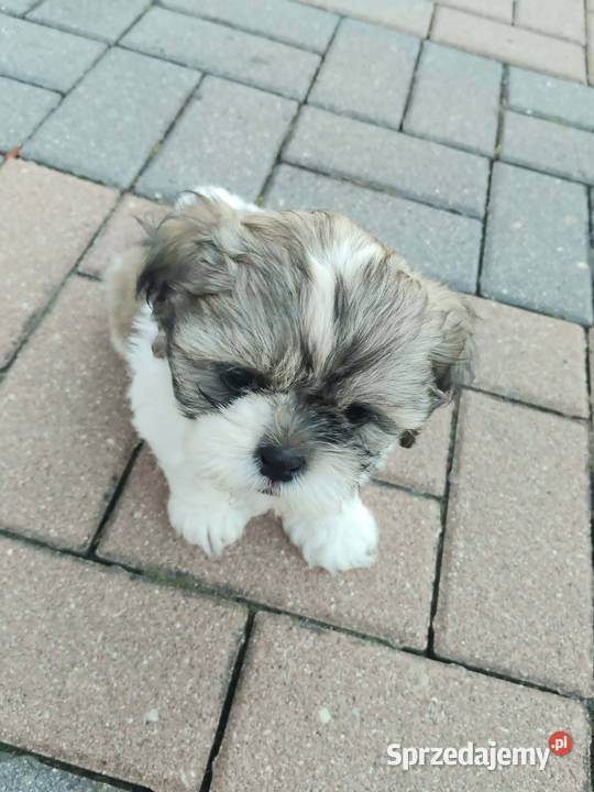 Śliczny Piesek Shih Tzu Puławy sprzedam