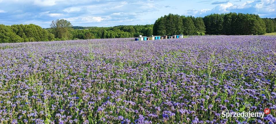 Miód pszczeli 2025 propolis kit pszczeli pyłek Usnarz Górny