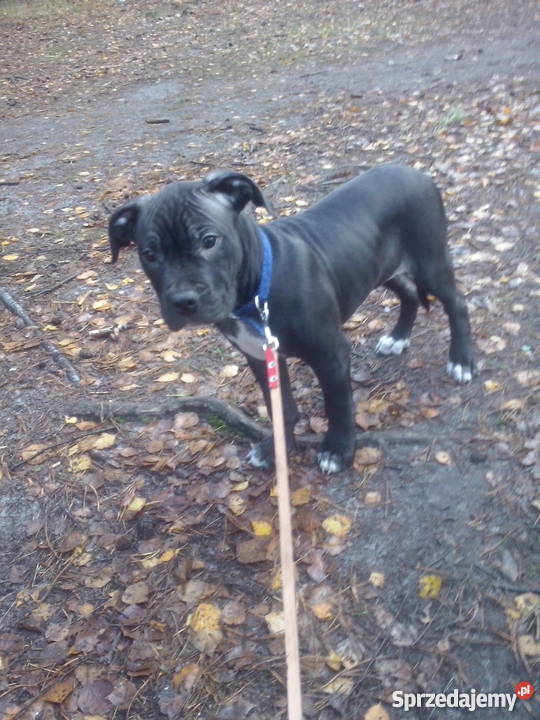 Pit bull 3 mies pies Warszawa