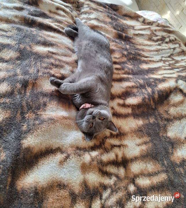 Kotki brytyjskie łódzkie