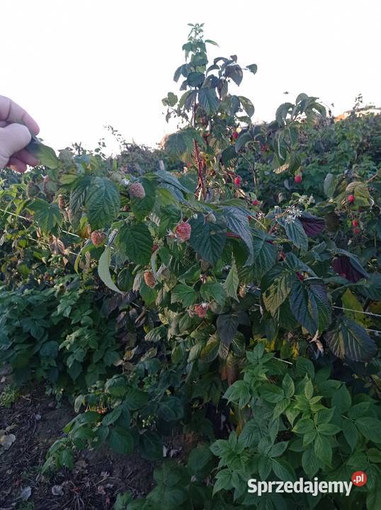 Sadzonki malin Marawilla