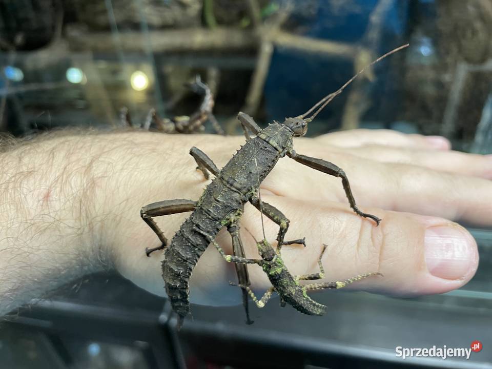 straszyki nowogwinejskie i australijskie Gliwice sprzedam