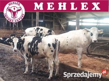 Niemieckie jałówki jałowice cielne 100 HO HF łódzkie Wartkowice