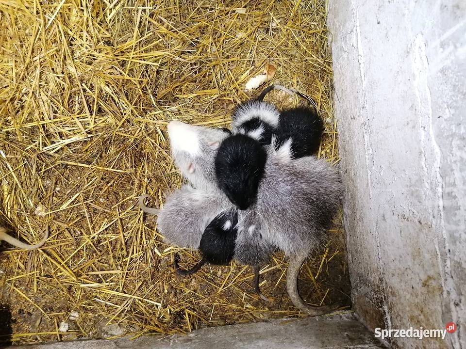 Sprzedam nutrie Dębe Wielkie sprzedam