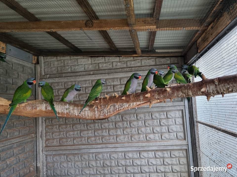 Aleksandretty Chinskie Odolanów sprzedam