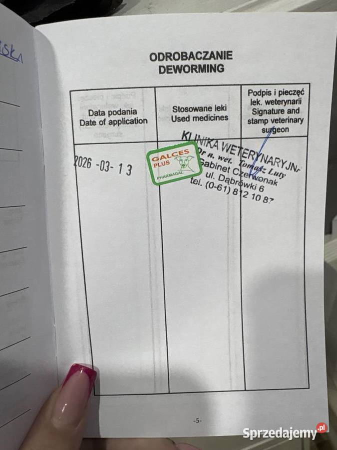 Szczeniaczek do oddania wielkopolskie Poznań