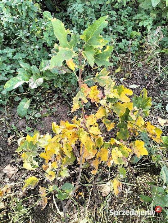 Porzeczka czerwona 7 sztuke Stary Zawidów