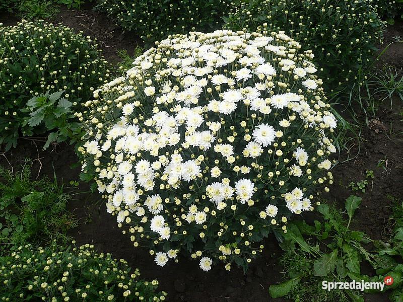 Chryzantemy Doniczkowe Drobnokwiatowe Kraków Niepołomice