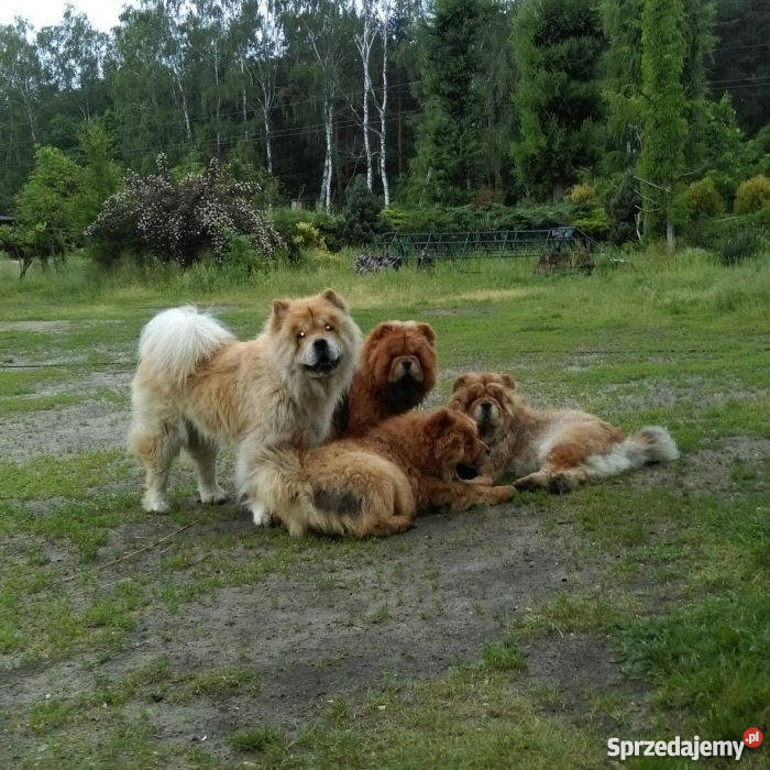 ChowChow szczeniaki sprzedam Konstantynów