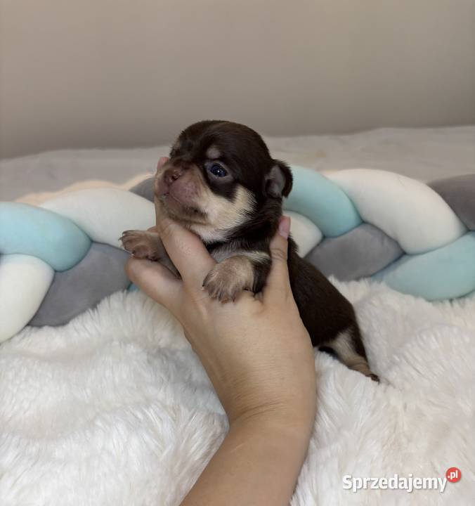 Chihuahua piesek krótkowłosy Choco Tan badania Bełchatów