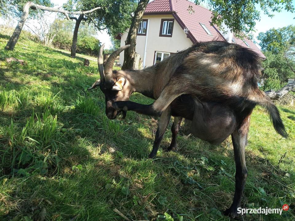 Koza mleczna z dwójką koźląt koźle Giżycko